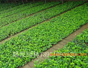 沭陽縣隆發花木場 一站式園林綠化產品與工程解決方案